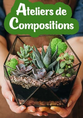 Ateliers de compositions de plantes succulentes